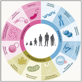 The 12 Hallmarks of Aging