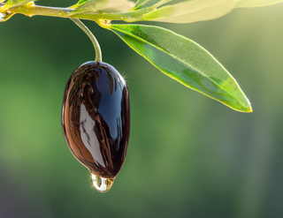 Ripe olive with water glistening on it hanging from a branch